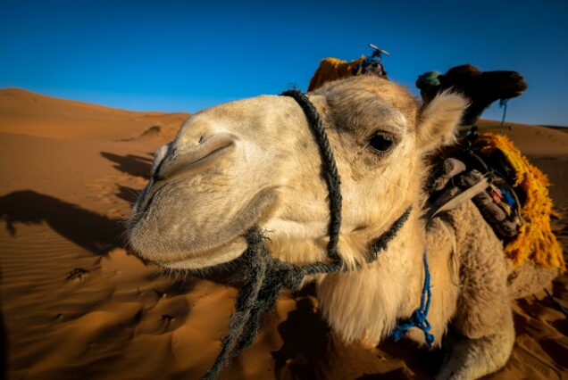 Transport Marrakech